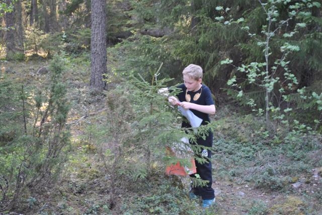 image: Full fart i skogen